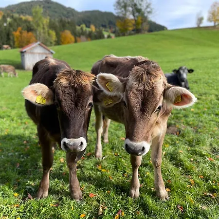 Am Hof